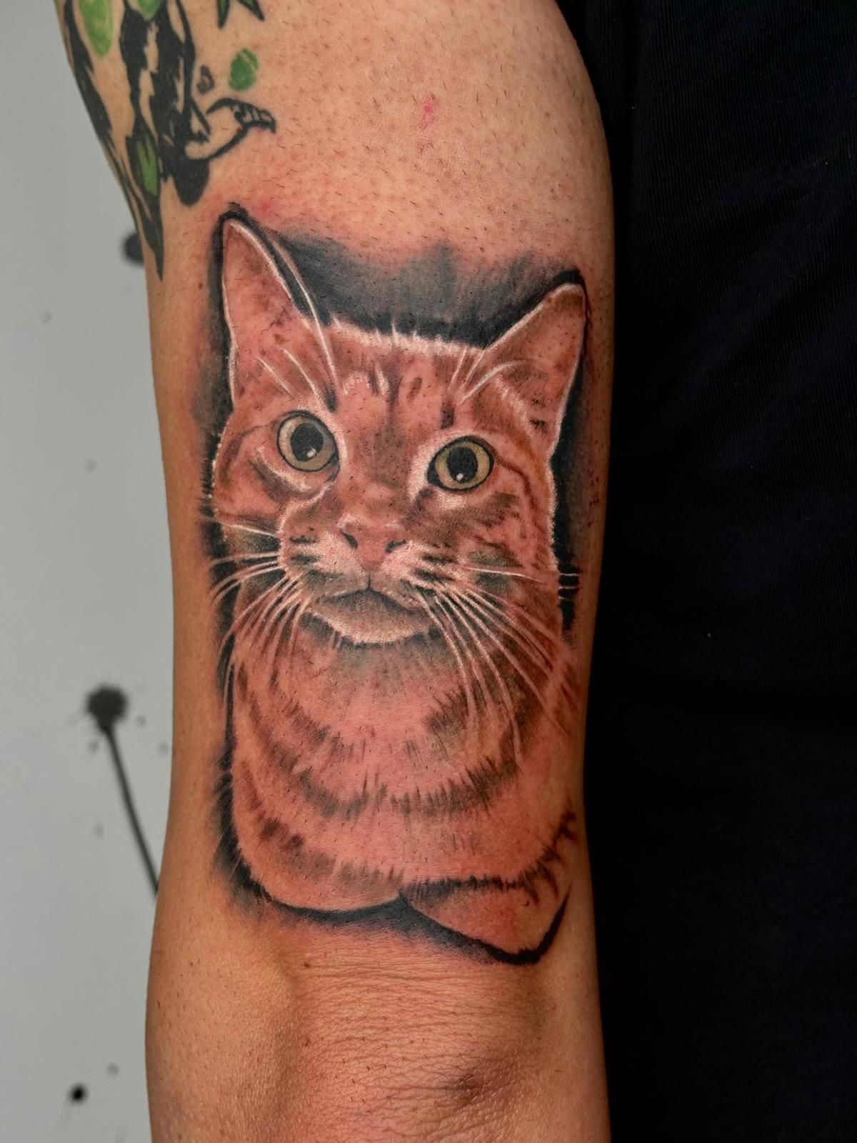 Ritratto a colori di gatto rosso